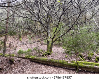 broadleaf and pine forest on the slopes of Table Mountain in Cape Town