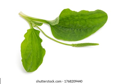 Broadleaf plantain leaves with ear isolated on white background