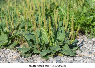 Broadleaf Plantain (Plantago Major) As Weed On Stony Ground. 