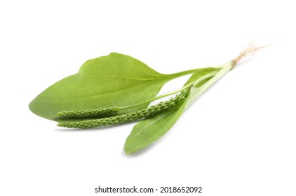 Broadleaf plantain with seeds on white background. Medicinal herb