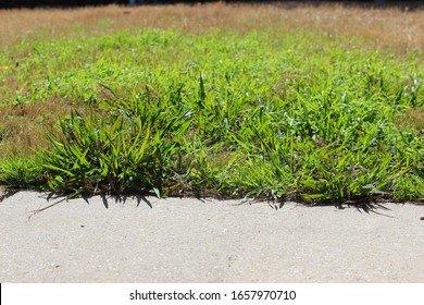 Broadleaf weeds growing in the lawn