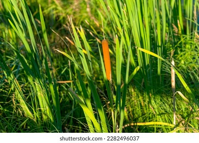 Broad-leaved cattail (Typha latifolia) is native flower in north America. Broadleaf cattail, bulrush, common bulrush, common cattail,