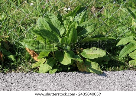 Broad-leaved dock or Rumex obtusifolius plant with fleshy to leathery long broad light green to brown leaves that form a basal rosette at the root growing through wire fence on side of paved road