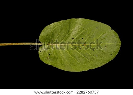 Broad-Leaved Dock (Rumex obtusifolius subsp. obtusifolius). Basal Leaf Closeup