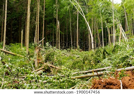 broad-leaved trees after wind storm strike. Forest blowdown. Windfall in spring. Fresh live trees fallen and broken by wind.