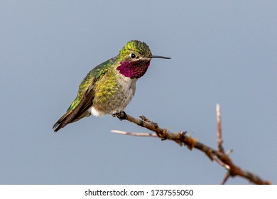 Broadtail Images Stock Photos Vectors Shutterstock