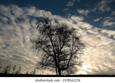  Broadway Cotswolds UK
Tree Silhouette Against A Mackerel Sky