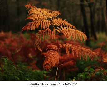 Broadway Woods Cotswolds UK
Sunlit Autumn Ferns