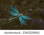 broad-winged damselfly is very beautiful dragonfly