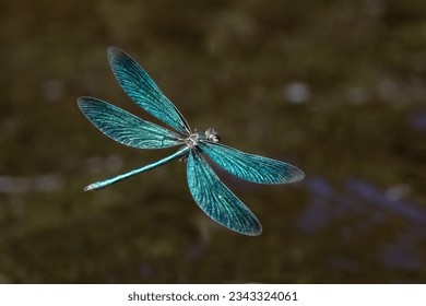 broad-winged damselfly is very beautiful dragonfly - Powered by Shutterstock