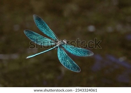 broad-winged damselfly is very beautiful dragonfly