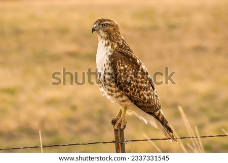 Broad-winged Hawk - A close-up front-side view of a Broad-winged Hawk perching on top of a wire-fence post on a sunny Spring evening. Bear Creek Lake Park, Colorado, USA.