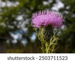 Broad-winged thistle, also known as spiny plumeless thistle, welted thistle or plumeless thistle, in a wildflower garden at Willow River State Park in Hudson, Wisconsin USA.