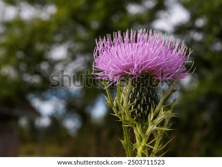 Similar – Foto Bild Nahaufnahme einer stacheligen pflaumenlosen Distelblüte mit grünem unscharfem Hintergrund