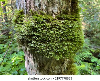 Brocade Moss Grows On A Tree Trunk In The Boundary Waters Wilderness. Minnesota.