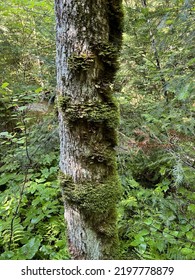 Brocade Moss Grows On A Tree Trunk In The Boundary Waters Wilderness. Minnesota.