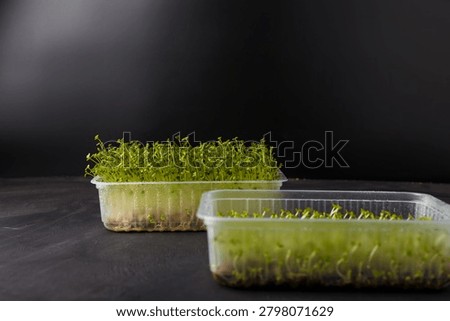 Broccoli and basil microgreens in containers on black background. Close up sideview
