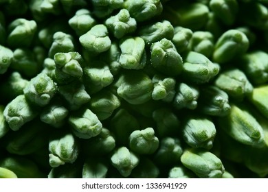 Broccoli buds close up