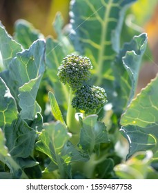 Broccoli Cabbage In The Garden.