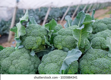 broccoli closeup image