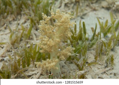 Broccoli Coral In Front Of Seagrass In Red Sea Off Dahab, Egypt