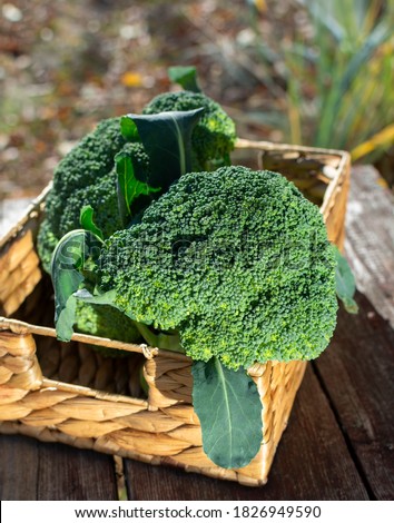 Broccoli (Crowns). Fresh vegetable in wicker basket on outdoor background. This verdant vegetable is a powerhouse of nutrients and to have anti-inflammatory and even cancer-preventing properties.