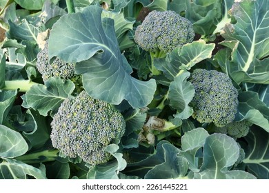 Broccoli cultivation in the vegetable garden. It is a green-yellow vegetable of Brassicaceae with high nutritional value. The flower buds and stems are edible, but the flowers are edible as well.