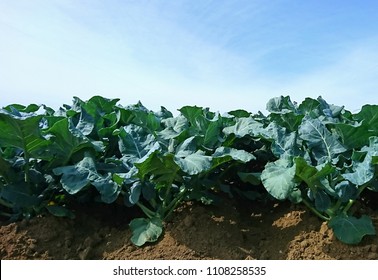 Broccoli Farm Field