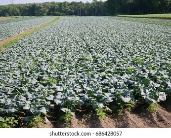 Broccoli Field