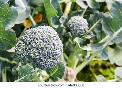 Broccoli Field 