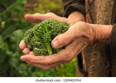 broccoli in grandmother's hands in the garden - Shutterstock ID 1509401954
