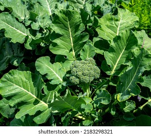 Broccoli growing in a garden (Brassica oleracea var. Italica)
 - Shutterstock ID 2183298321