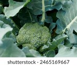 Broccoli is growing in the vegetable garden