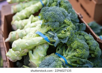 Broccoli heads with blue rubber bands