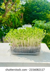 Broccoli Microgreens In A Used Plastic Food Container