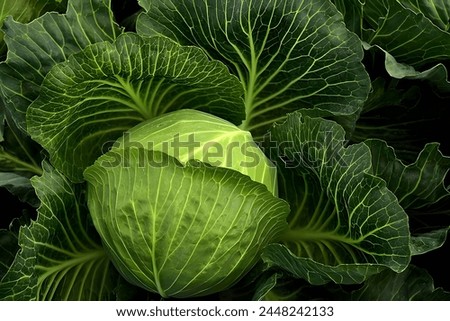 Broccoli is a nutritious and versatile vegetable belonging to the Brassica oleracea species, which also includes cabbage, cauliflower, and kale.