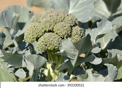 Broccoli On The Field