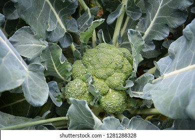 Broccoli on the garden. Growing Broccoli in Your Vegetable Garden. Nature food. Large flowering head.