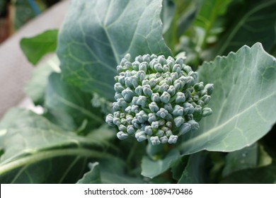 Broccoli On The Vegetable Field