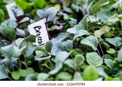 Broccoli And Other Vegetable Seedlings Growing In Seed Starting Trays In A Home Garden