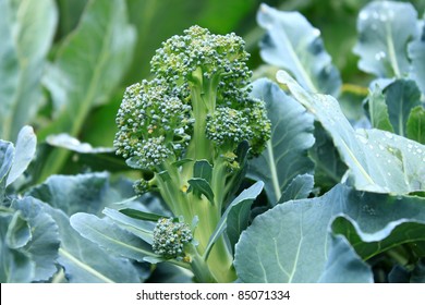 Broccoli Plant Close Up Shoot