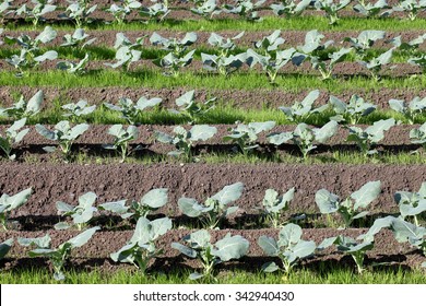 Broccoli Plant In A Farm Field