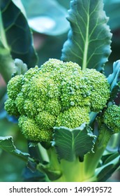 Broccoli Plant And Flower In Garden