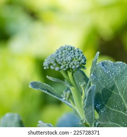 Broccoli Plant In The Garden.