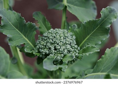 broccoli plant in the garden with close up