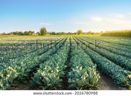 Broccoli plantations in the sunset light on the field. Cauliflower. Growing organic vegetables. Eco-friendly products. Agriculture and farming. Plantation cultivation. Selective focus