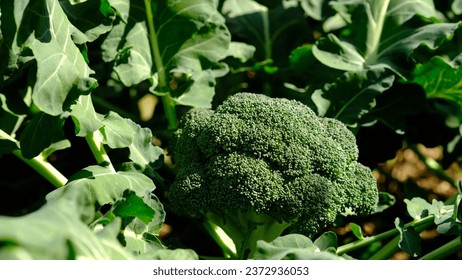 Broccoli plants in an organic garden. Organically grown to produce healthier vegetables without pesticides.