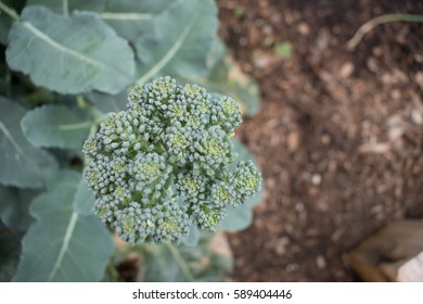 Broccoli Rabe