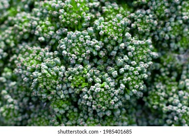 Broccoli tiny inflorescences. Extremely close up macro photo of cauliflower.