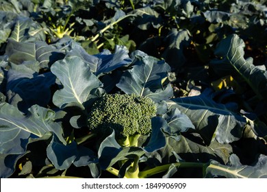 Brocoli Crowing. Close-up View On A Growing Plant In A Large Commercial Field Crop.